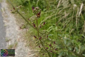 Scrophularia auriculata (1)_LR